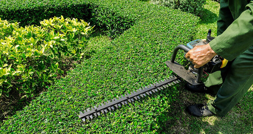 hedge trimming near me