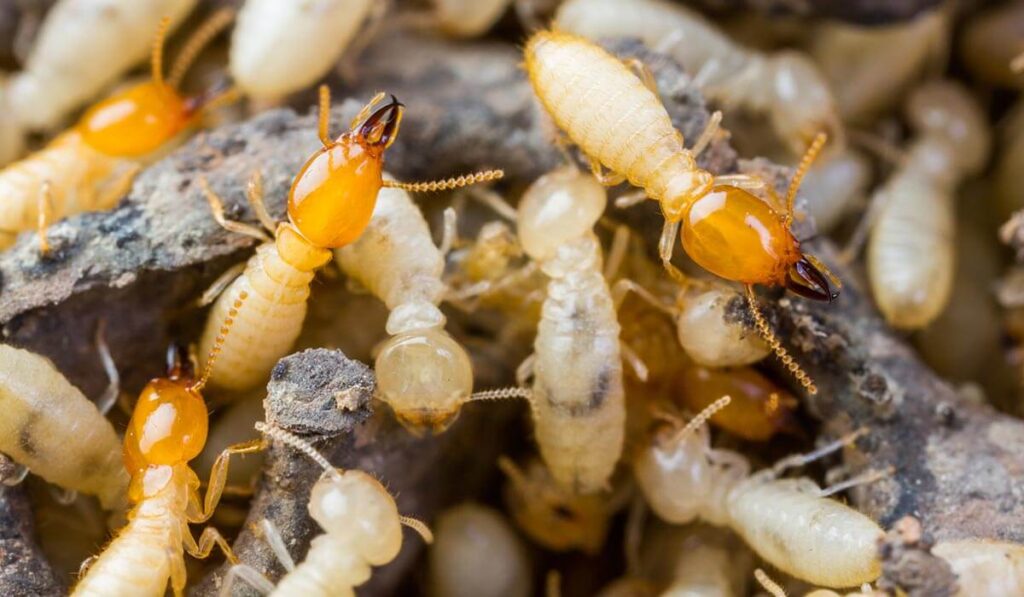 The Cost of a Termite Inspection in the Blue Mountains Explained