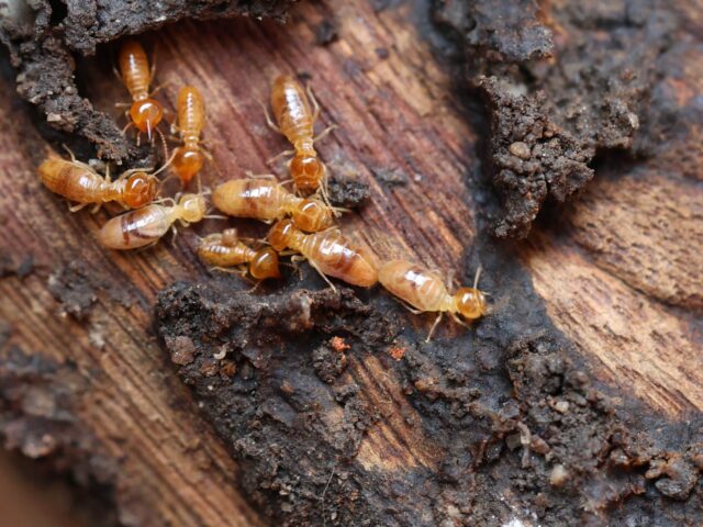 The Cost of a Termite Inspection in the Blue Mountains Explained