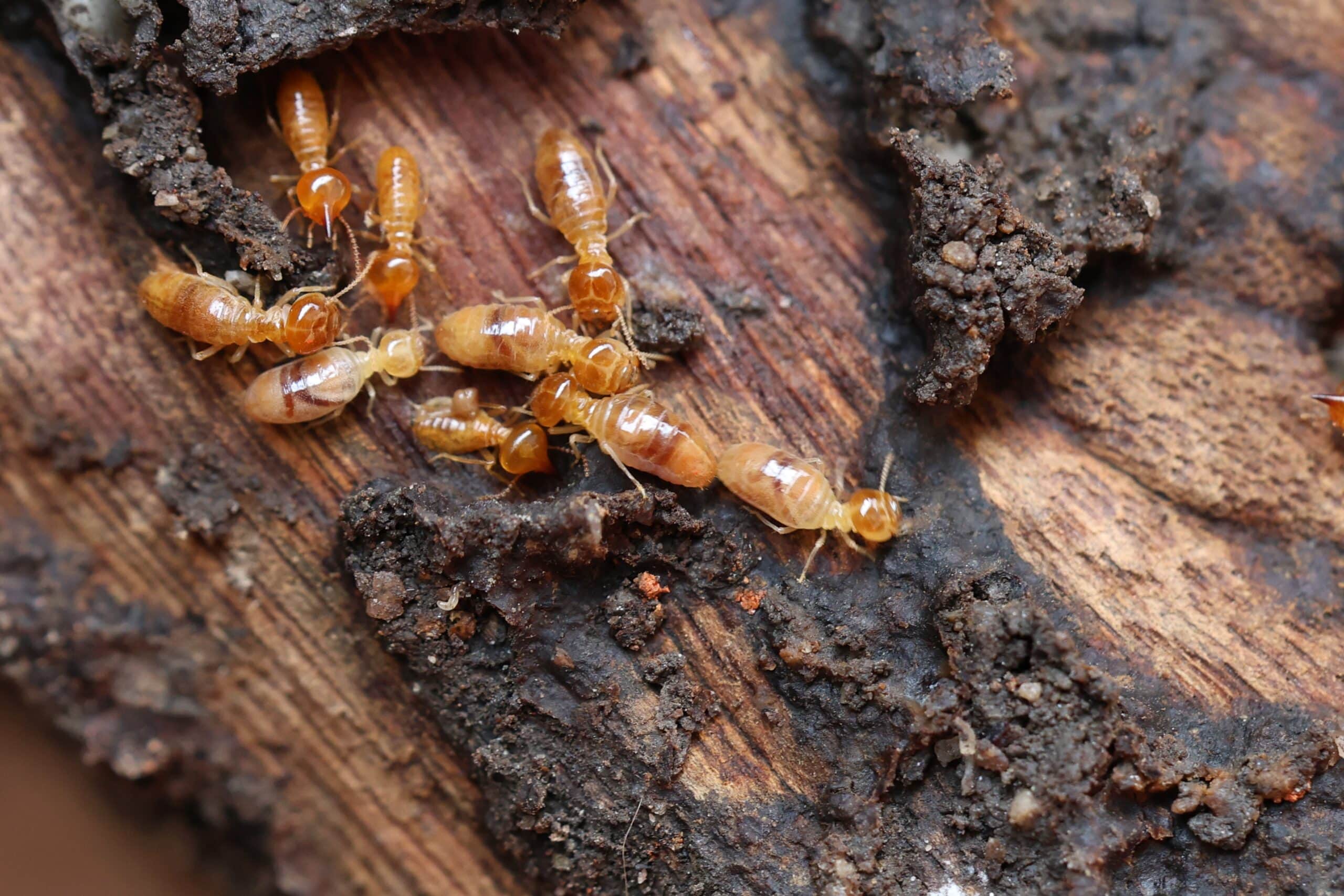 The Cost of a Termite Inspection in the Blue Mountains Explained
