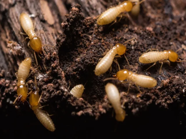 Keep Termites Out with Proven Termite Pest Control Sydney Services
