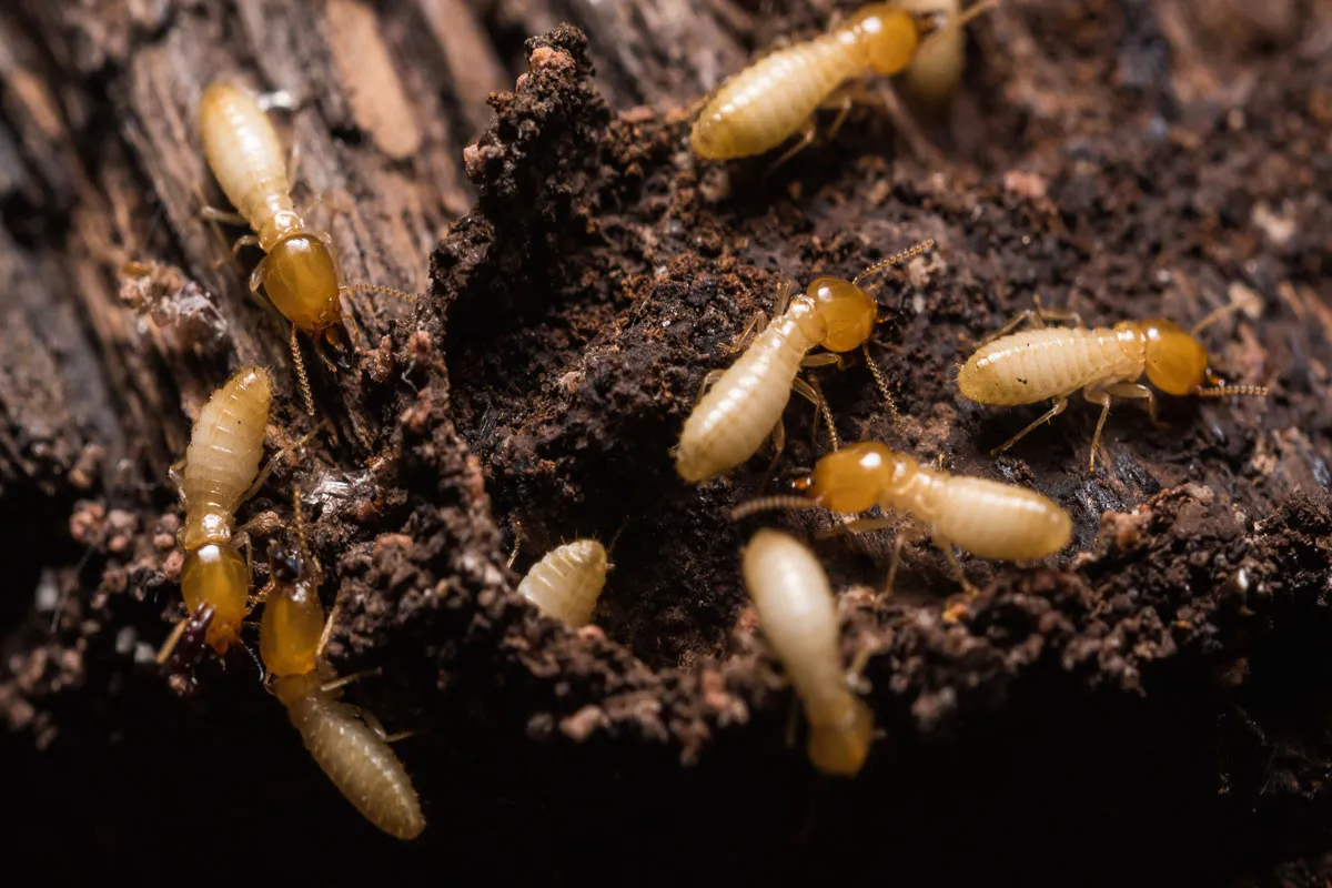 Keep Termites Out with Proven Termite Pest Control Sydney Services