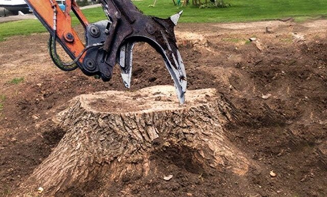 How Deep Professionals Go During Tree Stump Grinding
