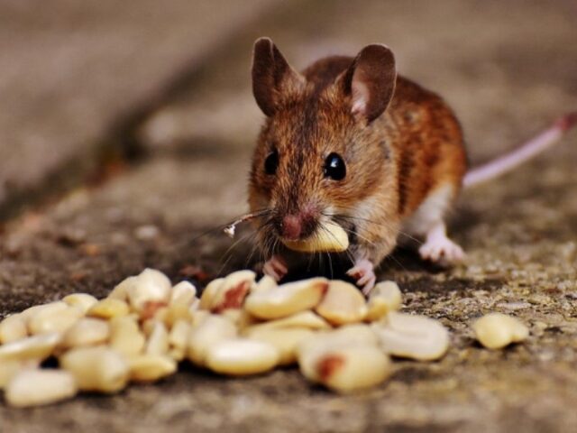 Mouse Removal Sydney: Top Tips to Keep Your Home Pest-Free