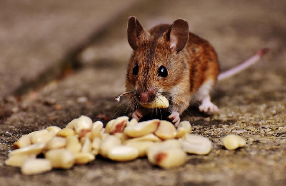 mouse removal Sydney