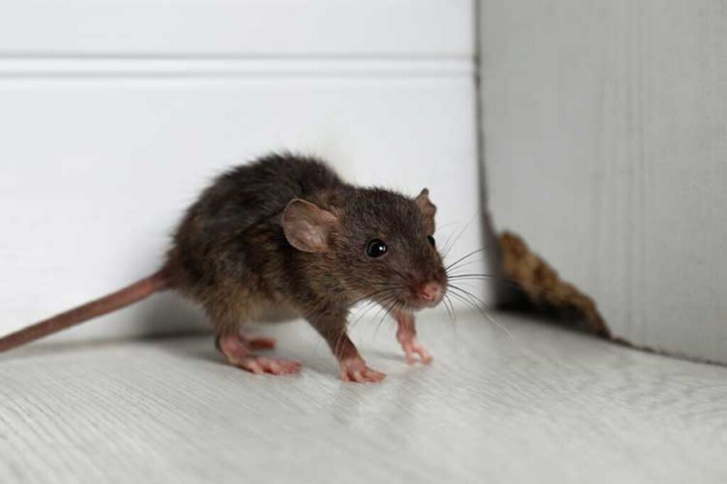 mouse removal Sydney