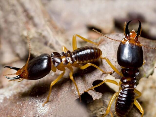 How Much Does Termite Treatment Sydney Cost and Is It Worth It?