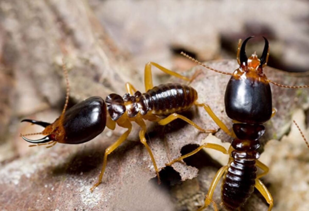 termite treatment Sydney