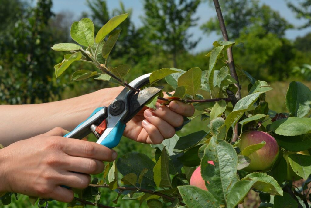 tree pruning services