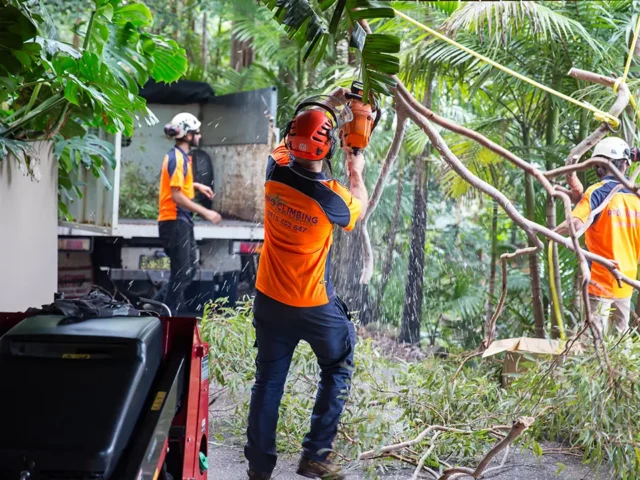 Tree Pruning Services in Sydney: What’s Included in a Standard Job?