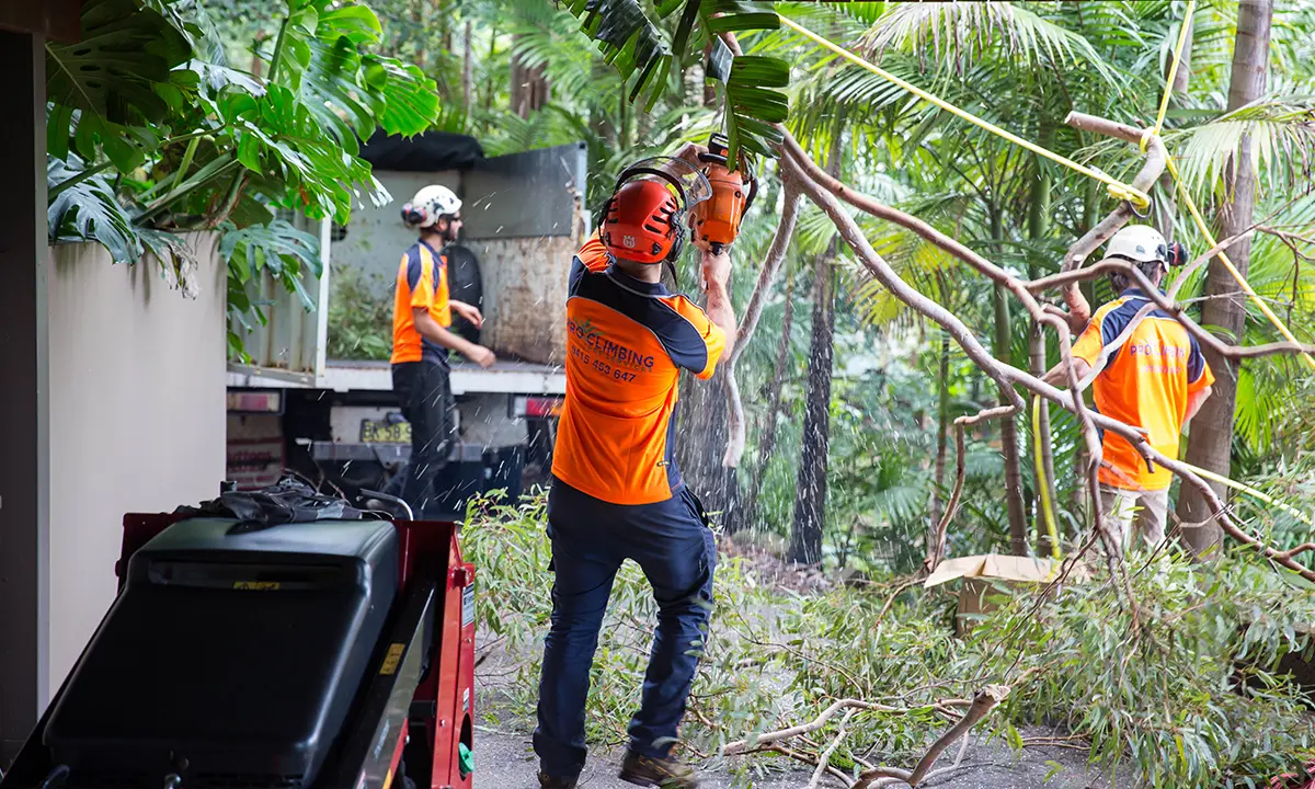 tree pruning services